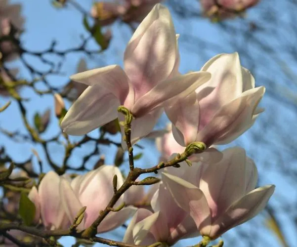 't Oelengoor Pensjonat Sinderen