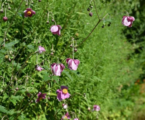 't Oelengoor Pensjonat