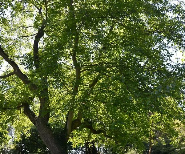 't Oelengoor Pensjonat Sinderen